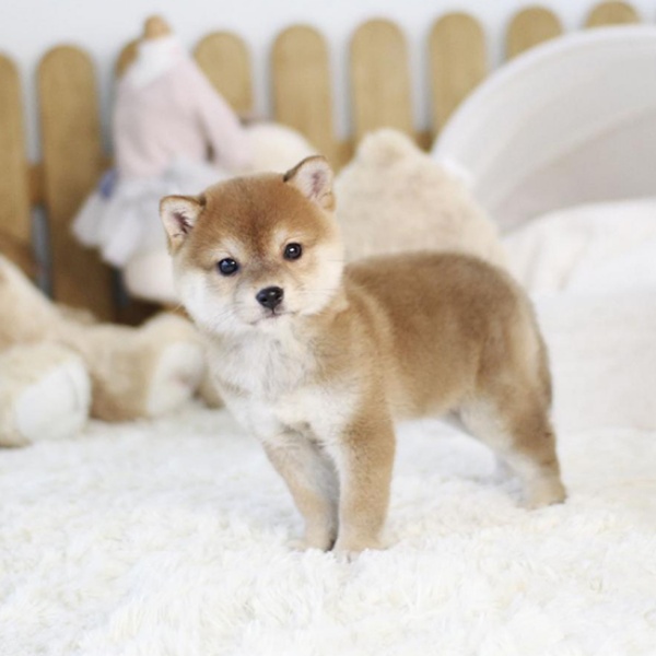 shiba-inu-puppy-standing-on-bed.jpg